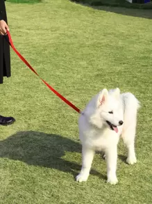 Dây xích vật nuôi - Đỏ - Xem 1