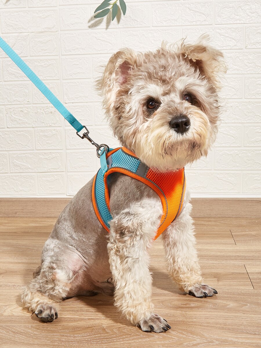 2入組撞色寵物牽引繩和束帶套裝 - 彩色 - 查看 1