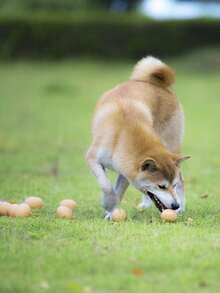 1入組雞蛋設計寵物發聲玩具 - 彩色 - 查看 2