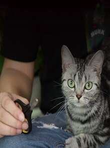 1入貓爪剪小型盲人剪，具有圓孔寵物不銹鋼寵物指甲剪，多種顏色可選