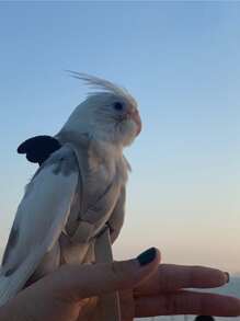 1pc Parrot Flying Harness Leash Set, Super Light Bird Leash For Training And Walking - Multicolor - View 1