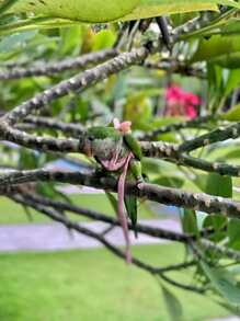 1pc Parrot Flying Harness Leash Set, Super Light Bird Leash For Training And Walking - Multicolor - View 2