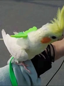 1pc Parrot Flying Harness Leash Set, Super Light Bird Leash For Training And Walking - Multicolor - View 5