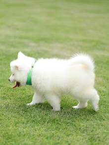 Pet Polka Dot Collar - Green - View 1