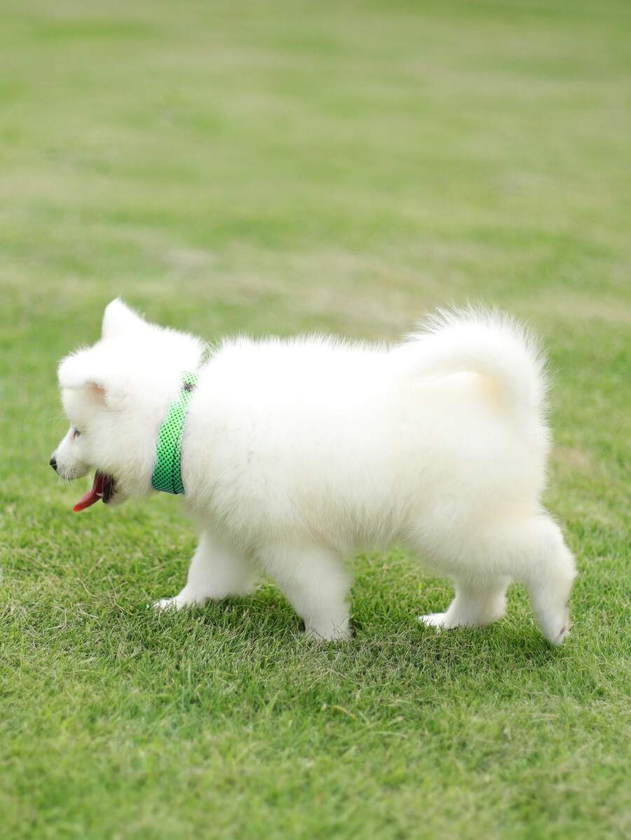 Pet Polka Dot Collar - Green - View 1