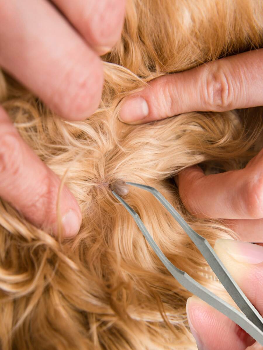 1pc Pet Tick Removal Tweezers - Silver - View 1