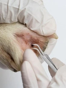 1pc Pet Tick Removal Tweezers - Silver - View 4