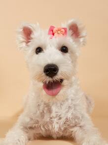 2 piezas Goma de pelo para mascotas de color al azar con diseño floral - Multicolor - Ver 2