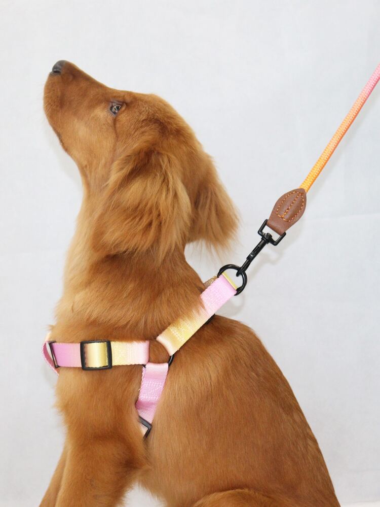 Supet 1pc Colorful Pet Chest & Back Strap Set, Including Leash, Adjustable, Suitable For Medium And Small Dogs, Fashionable Outdoor Walking Accessories - Multicolor - View 2