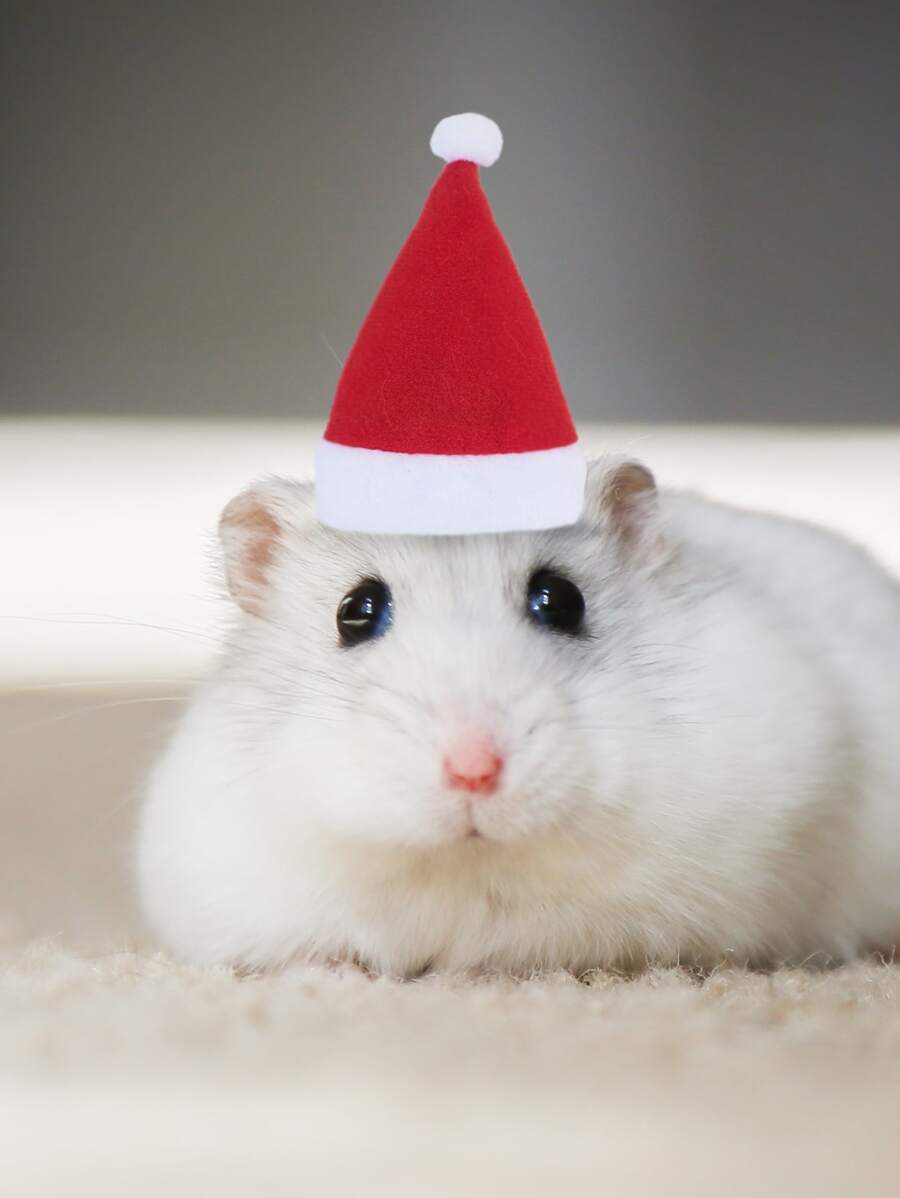 1 pieza Sombrero de color al azar Navidad hámster - Multicolor - Ver 1