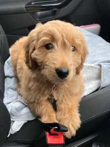 1 pieza Cinturón de seguridad para mascotas en el automóvil, accesorios para perros para salidas - Negro - Ver 6