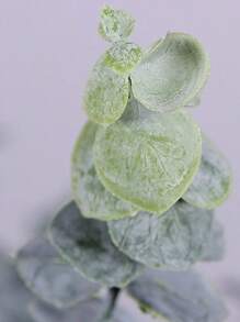 1入組人造桉樹莖家庭辦公室婚禮裝飾