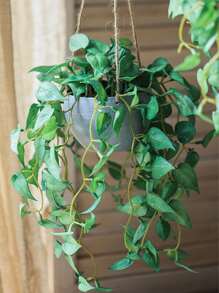 1pc Artificial Potted Plants, Valentine Day, Gift Gifts Birthday Graduation