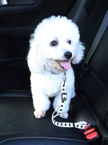 1件装可调节宠物车载安全带，心形图案，适合小型犬猫乘车，可用作狗狗汽车座椅套、宠物汽车座椅套 - 黑與白 - 查看 2