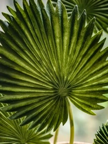 1set/3sets, 7.9in/20cm, Artificial Plants, Tropical Green Plants, Artificial Tropical Palm Leaves, Fake Green Plants, Plastic Monstera Leaves, Fake Plants, 3pcs Artificial Tropical Palm Leaves, Suitable For Home Decor, Hawaii Party Decor, Wedding Decor, Mother's Day, Valentine's Day, Holiday Decor, Outdoor Decor, Yard Decor, Office Decor, Autumn Decor, Room Decor, Tabletop Decor, Garden Decor, Jungle Beach Wedding Decor, Rama Decor, Spring Decor, Gift Rama Gifts Birthday Graduation E-I-D - Green - View 6