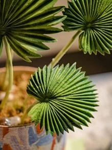 1set/3sets, 7.9in/20cm, Artificial Plants, Tropical Green Plants, Artificial Tropical Palm Leaves, Fake Green Plants, Plastic Monstera Leaves, Fake Plants, 3pcs Artificial Tropical Palm Leaves, Suitable For Home Decor, Hawaii Party Decor, Wedding Decor, Mother's Day, Valentine's Day, Holiday Decor, Outdoor Decor, Yard Decor, Office Decor, Autumn Decor, Room Decor, Tabletop Decor, Garden Decor, Jungle Beach Wedding Decor, Rama Decor, Spring Decor, Gift Rama Gifts Birthday Graduation E-I-D - Green - View 8