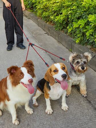 1入組三合一撞色寵物牽引繩