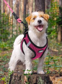 Supet 1件套足球圖案寵物牽引繩和背帶 - 玫紅色 - 查看 2