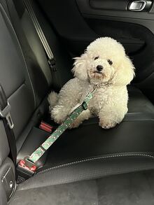 Pet Christmas Car Adjustable Safety Belt - Multicolor - View 2