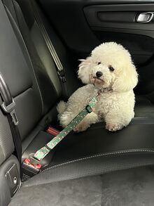 Pet Christmas Car Adjustable Safety Belt - Multicolor - View 5