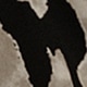 الأسود