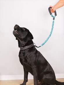 1 pieza Correa de mascota de dos tonos - Azul - Ver 1