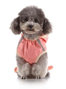 1pc Contrast Reflective Tape Detail Hooded Pet Raincoat - Pink - View 6