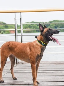 1pc Cartoon Dog Patch Detail Pet Collar - Green - View 4