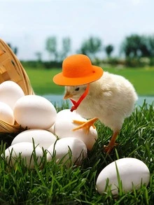 1 pieza Sombrero pollo de color al azar felpa - Multicolor - Ver 4