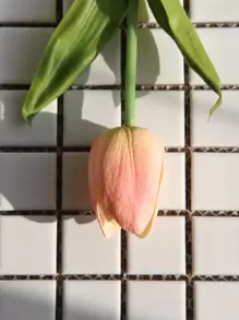 5入組鬱金香人造花真實觸感人造花束PE假花用於婚禮裝飾花卉家庭花園裝飾 - 珊瑚粉 - 查看 6