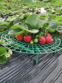 1pc Strawberry Stand Strawberry Plant Support Strawberry Growing Racks Strawberry Growing Frame - Green - View 1