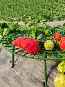 1pc Strawberry Stand Strawberry Plant Support Strawberry Growing Racks Strawberry Growing Frame - Green - View 6