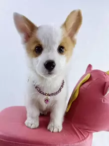 Rhinestone Decor Heart Charm Pet Necklace - Hot Pink - View 2