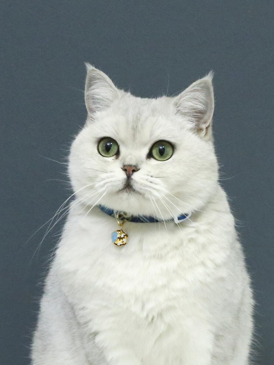 花細節珠子墜飾寵物項鍊 - 彩色 - 查看 1