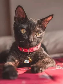 1 pieza Identificador para mascotas con diseño de gato - Multicolor - Ver 4