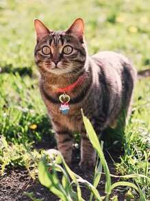 1 pieza Identificador para mascotas con diseño de gato de dibujos animados - Multicolor - Ver 4