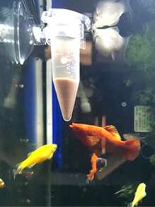 1pc Clear Suction Cup Fish Feeder - Clear - View 1