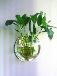 bình nước trang trí treo tường - trắng - Xem 7