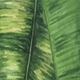 Nhiều màu