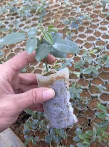 100 piezas Bolsa de cultivo unicolor - Blanco - Ver 2