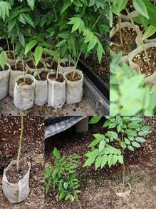 100 piezas Bolsa de cultivo unicolor - Blanco - Ver 4