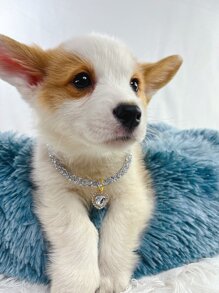 1 pieza Collar para mascotas con diamante de imitación con accesorio de corazón - Plateado - Ver 2
