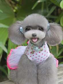 1入組波點圖案櫻桃裝飾寵物連衣裙 - 玫紅色 - 查看 6