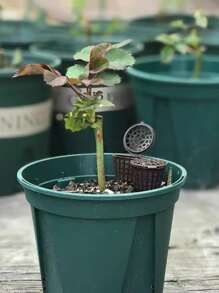 5pcs Solid Color Hollow Out Gardening Fertilizer Basket - Coffee Brown - View 2