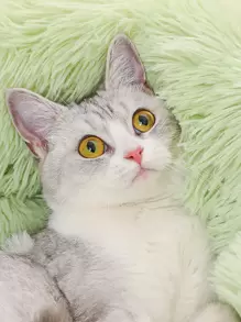 1 件纯色毛绒宠物床小狗饲养狗床猫床易于清洁 - 橄欖綠 - 查看 5