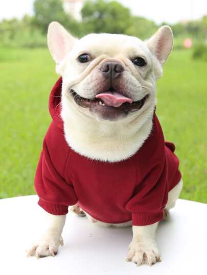 1pc Solid Color Pet Hoodie