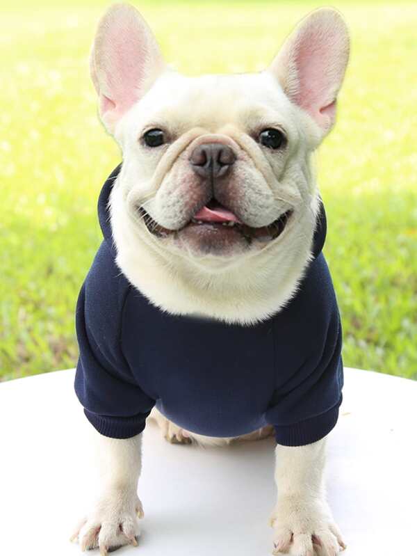 1pc Solid Color Pet Hoodie