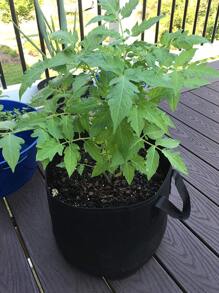 3 galones Bolsas de cultivo, adecuadas para fresas, verduras, 12 agujeros de plantación, asas colgantes resistentes, tela de fieltro gruesa y transpirable, también adecuadas para cultivar zanahorias, cebollas, tomates, patatas, rosas y otras plantas - Negro - Ver 3