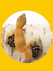 1pc Wooden Reptile Hiding Cave, Reptile Caves Artificial Birch Log Reptile Terrarium Decor - Multicolor - View 3