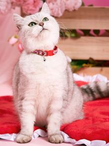 情人節寵物貓項圈 - 彩色 - 查看 1